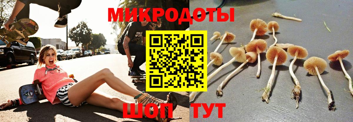 Псилоцибиновые грибы Psilocybe Кудрово